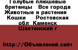 Голубые плюшевые британцы - Все города Животные и растения » Кошки   . Ростовская обл.,Каменск-Шахтинский г.